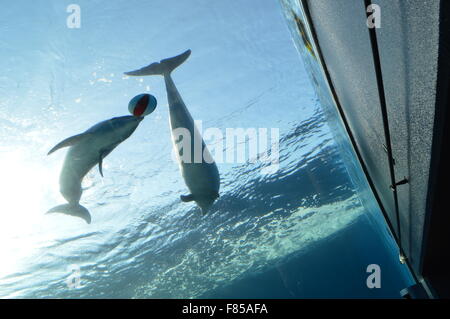 Giant fishes in aquarium Stock Photo