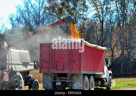 Dust flies through the air as freshly harvested corn is loaded into a truck immediately after being removed from a field. Bridgeton, Indiana, USA. Stock Photo