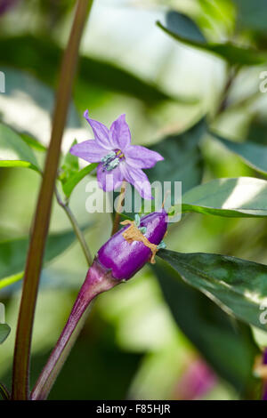 Organic chili called Purple Luzi in a greenhouse Stock Photo