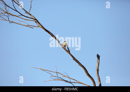 Hall's Babbler (Pomatostomus halli) in Australia Stock Photo Alamy