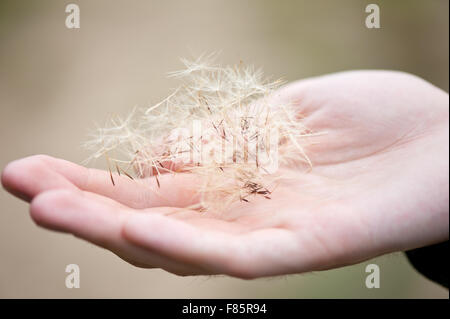 Man holding dandelion seeds in hand macro, heap of Taraxacum shed fluffy seeds lying on hand closeup, withered perennial ... Stock Photo