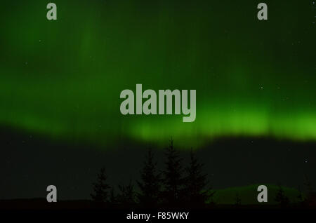 amazing aurora borealis dancing on star filled autumn night sky over spruce trees Stock Photo