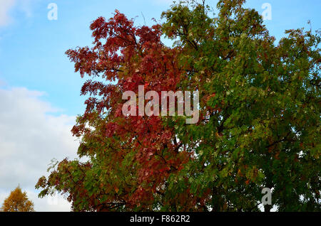 red and green rowan tree in autumn Stock Photo