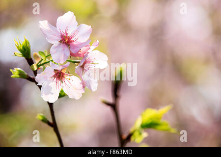 The Beautiful Sakura Garden in Taipei, Taiwan Stock Photo