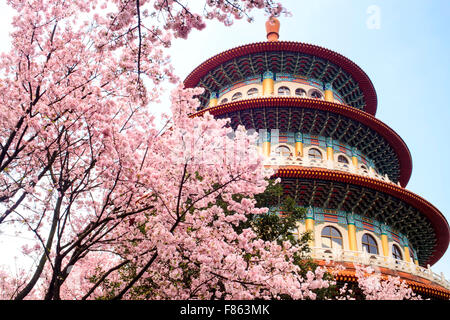 The Beautiful Sakura Garden in Taipei, Taiwan Stock Photo