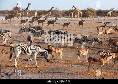 Animals congregating at Chudop Waterhole - Etosha National Park - Namibia, Africa Stock Photo