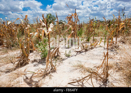 Fields of dry crops in Tanzania Stock Photo