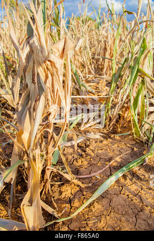 Fields of dry crops in Tanzania Stock Photo