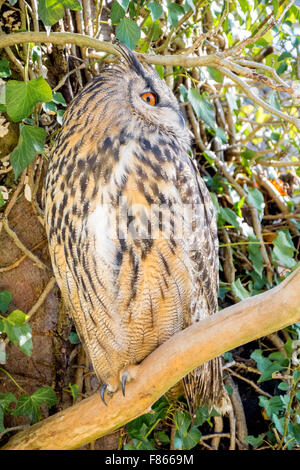 Male adult example of bubo bubo, best known as eagle owl, standing on tree's branch Stock Photo