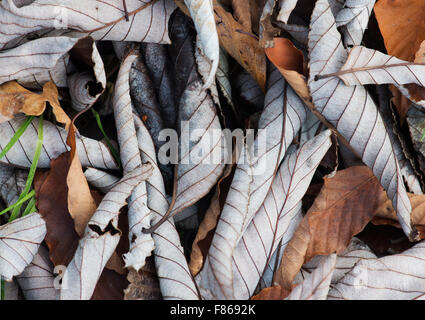 Sorbus Hemsleyi 'Sabe'. Fallen Chinese Rowan tree leaves in autumn Stock Photo