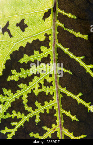 Telekia speciosa (Buphthalmum Speciosum) . Decaying Yellow ox-eye flower leaf changing colour in autumn. Pattern Stock Photo