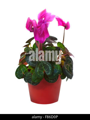 blooming cyclamen in  pot. Isolated on white background Stock Photo