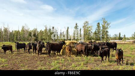 Galloway Black Angus X beef cattle feeding on hay bale. Stock Photo