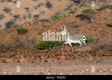 Hartmann's mountain zebra (Equus zebra hartmannae) - Omatendeka Conservancy - Damaraland, Namibia, Africa Stock Photo