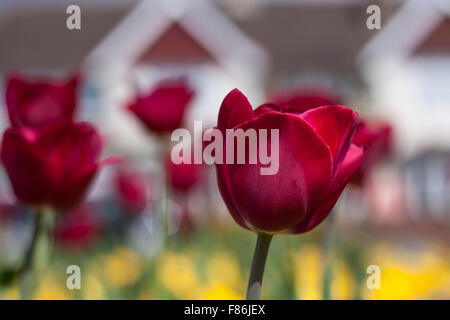 Tulip on the blurred background. Stock Photo