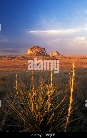 Yucca plants and Pawnee Buttes, Pawnee National Grassland, Colorado USA Stock Photo