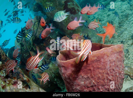 Sept. 1, 2008 - South China Sea, Malaysia - School of  Redcoat or Red soldier fish (Sargocentron rubrum) South China Sea, Redang, Malaysia, Asia (Credit Image: © Andrey Nekrasov/ZUMA Wire/ZUMAPRESS.com) Stock Photo