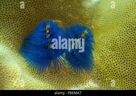 Blue Christmas tree worm (Spirobranchus giganteus) South China Sea, Redang, Malaysia, Asia Stock Photo