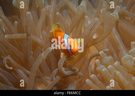 Australian clownfish or red anemonefish (Amphiprion rubrocinctus) South China Sea, Redang Island, Malaysia, Asia Stock Photo