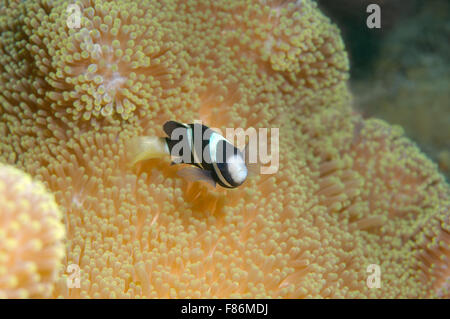 Sebae clownfish (Amphiprion sebae) South China Sea, Redang Island, Malaysia, Asia Stock Photo