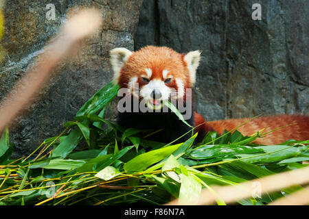 Cute red panda eating bamboo Stock Photo