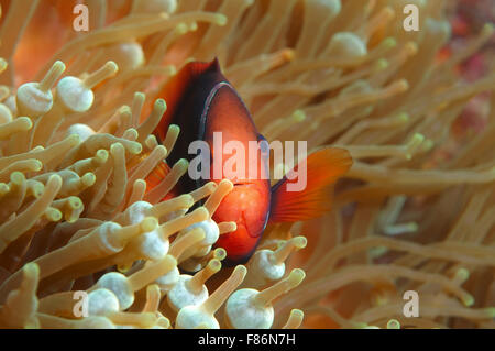 Cinnamon clownfish, red and black anemonefish, black-backed anemonefish or dusky anemonefish (Amphiprion melanopus) South China  Stock Photo