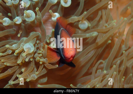 Cinnamon clownfish, red and black anemonefish, black-backed anemonefish or dusky anemonefish (Amphiprion melanopus) South China  Stock Photo