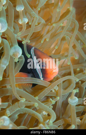 Cinnamon clownfish, red and black anemonefish, black-backed anemonefish or dusky anemonefish (Amphiprion melanopus) South China  Stock Photo