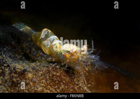 Magnificent shrimp or Anemone shrimp (Periclimenes magnificus) South China Sea, Redang, Malaysia, Asia Stock Photo