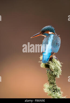 Female Common Kingfisher (Alcedo atthis) perched on lichen covered branch Stock Photo