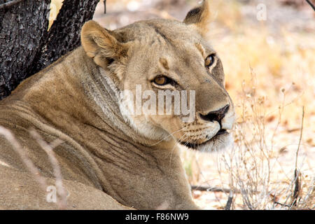 African Lion (Panthera leo) - Etosha National Park, Namibia, Africa Stock Photo