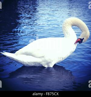 White Swan on a lake Stock Photo