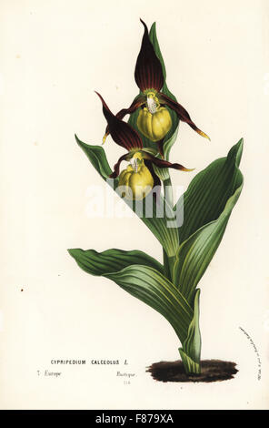 Lady's-slipper orchid, Cypripedium calceolus. Handcoloured lithograph from Louis van Houtte and Charles Lemaire's Flowers of the Gardens and Hothouses of Europe, Flore des Serres et des Jardins de l'Europe, Ghent, Belgium, 1862-65. Stock Photo