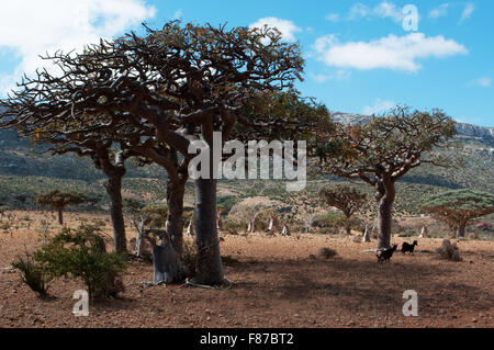 Homhil Plateau, Socotra, Yemen, Middle East: overview of the Dragon Blood Trees forest, endemic tree so called due to its red sap Stock Photo