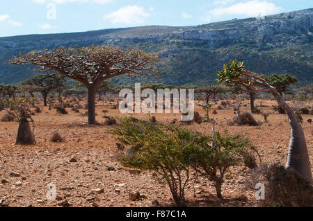 Homhil Plateau, Socotra, Yemen, Middle East: overview of the Dragon Blood Trees forest, endemic tree so called due to its red sap Stock Photo