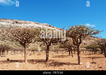 Homhil Plateau, Socotra, Yemen, Middle East: overview of the Dragon Blood Trees forest, endemic tree so called due to its red sap Stock Photo