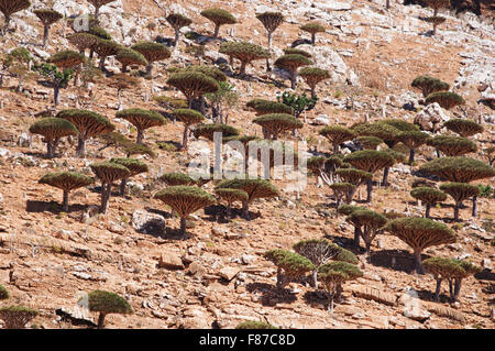 Homhil Plateau, Socotra, Yemen, Middle East: overview of the Dragon Blood Trees forest, endemic tree so called due to its red sap Stock Photo