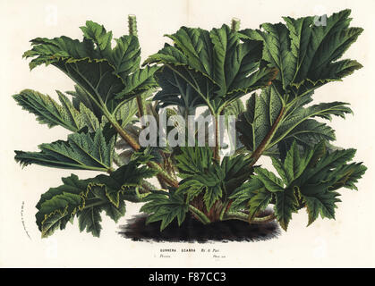 Chilean or giant rhubarb, Gunnera tinctoria (Gunnera scabra). Handcoloured lithograph from Louis van Houtte and Charles Lemaire's Flowers of the Gardens and Hothouses of Europe, Flore des Serres et des Jardins de l'Europe, Ghent, Belgium, 1870. Stock Photo