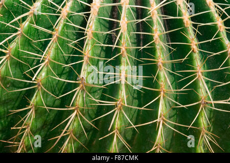 Close-up view of cactus spikes