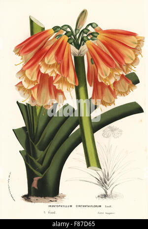 Clivia cyrtanthiflora, hybrid of Clivia miniata and Clivia nobilis (Imantophyllum cyrtanthiflorum). Handcoloured lithograph from Louis van Houtte and Charles Lemaire's Flowers of the Gardens and Hothouses of Europe, Flore des Serres et des Jardins de l'Europe, Ghent, Belgium, 1870. Stock Photo