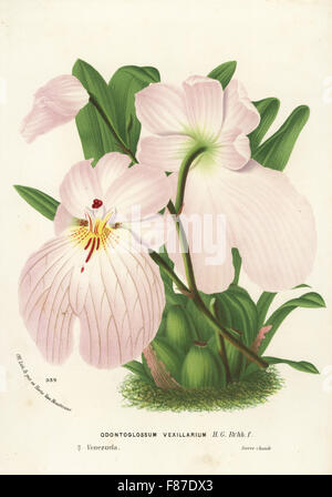 Flag-like miltoniopsis orchid, Miltoniopsis vexillaria (Odontoglossum vexillarium). Handcoloured lithograph from Louis van Houtte and Charles Lemaire's Flowers of the Gardens and Hothouses of Europe, Flore des Serres et des Jardins de l'Europe, Ghent, Belgium, 1874. Stock Photo