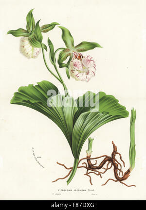 Japanese cypripedium orchid or kumagaisou, Cypripedium japonicum. Vulnerable. Handcoloured lithograph from Louis van Houtte and Charles Lemaire's Flowers of the Gardens and Hothouses of Europe, Flore des Serres et des Jardins de l'Europe, Ghent, Belgium, 1874. Stock Photo