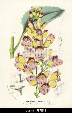 Palmer's penstemon, Penstemon palmeri (Pentstemon palmeri). Named for botanist Edward Palmer. Handcoloured lithograph from Louis van Houtte and Charles Lemaire's Flowers of the Gardens and Hothouses of Europe, Flore des Serres et des Jardins de l'Europe, Ghent, Belgium, 1874. Stock Photo