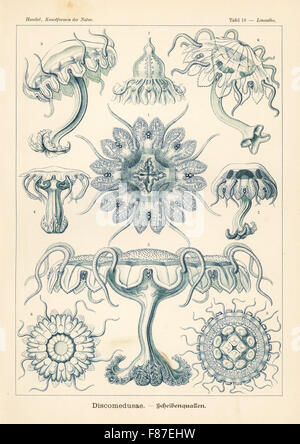 Discomedusae jellyfish: Linantha lunulata 1,2, Palephyra antiqua 3,4,5, Palephyra pelagica 6, Coronatae species 7, Nausithoe challengeri 8, and Wyville's crownjelly, Atolla wyvillei 9. Chromolithograph by Adolf Glitsch from an illustration by Ernst Haeckel from Art Forms in Nature, Kunstformen der Natur, Liepzig, Germany, 1904. Stock Photo