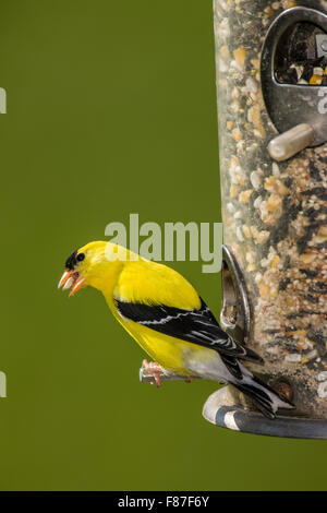 Male American Goldfinch perched on a seed feeder near Galena, Illinois, USA Stock Photo