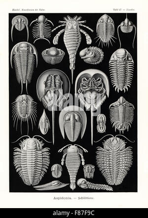 Aspidonia: horseshoe crab, Tachypleus gigas 1-3, extinct sea scorpion, Eurypterus tetragonophthalmus 4, extinct sea scorpion, Pterygotus anglicus 5, and extinct fossil trilobites, Onnia goldfussi 6, Deiphon forbesi 7, Phacops latifrons 8, Asteropyge punctata 9, Raphiophorus rouaulti 10, Paradoxides bohemicus 11, Cheirurus insignis 12, Selenopeltis buchi 13, Megistaspidella extenuata 14, Bohemoharpes ungula 15, Agnostus pisiformis 16, Trochurus speciosus 17, Eccaparadoxides pusillus 18, Sphaerexochus mirus 19 and Triarthrus becki  20. Chromolithograph by Adolf Glitsch from an illustration by Er Stock Photo