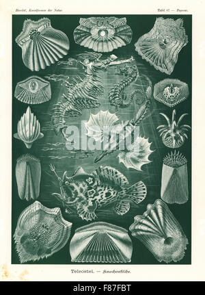 Teleostei or ray-finned fish: sea moth, Pegasus laternarius 1, short-snouted seahorse, Hippocampus hippocampus 2, leafy sea dragon, Phycodurus eques 3, Striated frogfish, Antennarius striatus 4, and various fish scales 5-16. Chromolithograph by Adolf Glitsch from an illustration by Ernst Haeckel from Art Forms in Nature, Kunstformen der Natur, Liepzig, Germany, 1904. Stock Photo