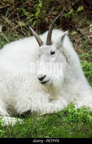 Mountain Goat resting in Northwest Trek Wildlife Park near Eatonville, Washington, USA Stock Photo