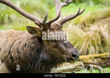 American Elk bull in Northwest Trek Wildlife Park near Eatonville, Washington, USA Stock Photo