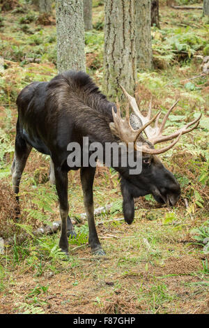 Bull Moose in Northwest Trek Wildlife Park near Eatonville, Washington, USA Stock Photo